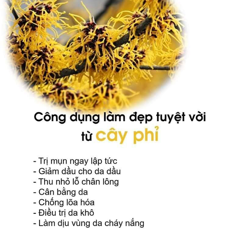 Derladie Natural Witch Hazel Toner 500ml | Tiki.vn