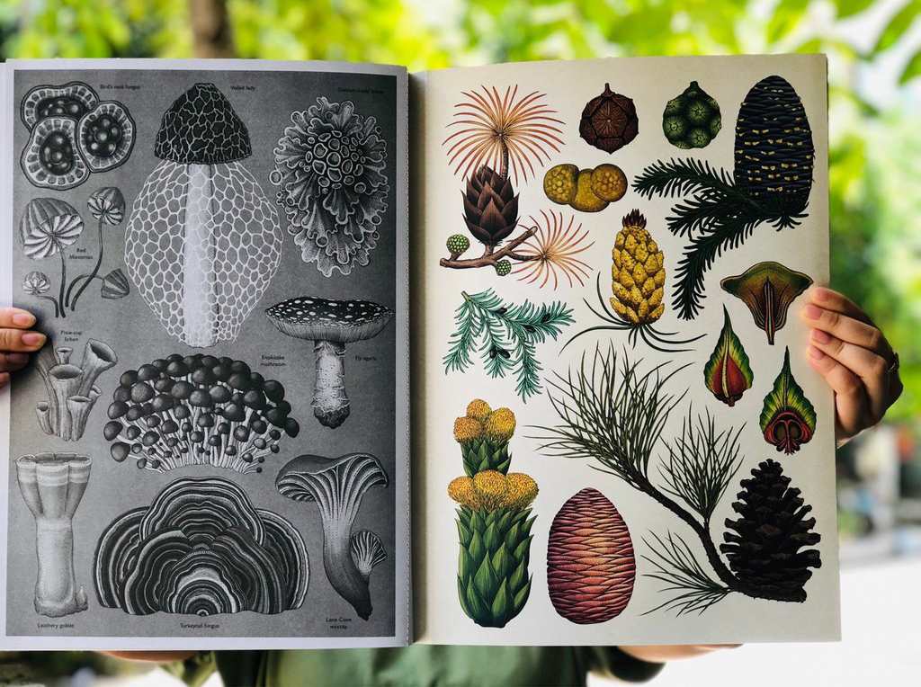 BOTANICUM POSTER BOOK - SÁCH VỀ CÁC LOẠI THỰC VẬT