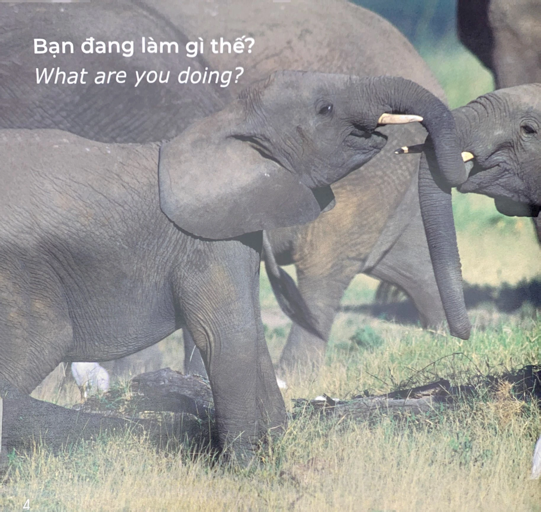 Sách Gõ Cửa Thiên Nhiên: Bạn Đang Làm Gì Thế? Chăm Chỉ - What Are You Doing?