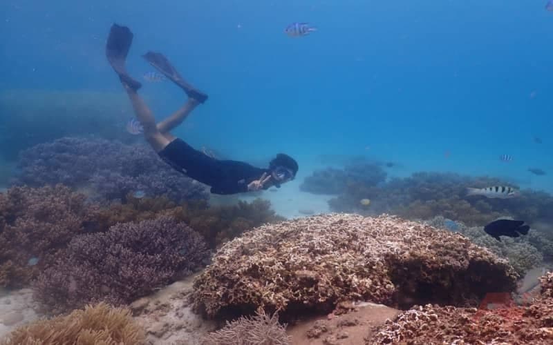 snorkeling tại Gành Nhảy An Nam Tour