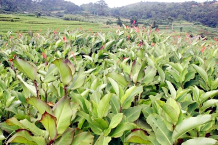 Miến dong Bắc Kạn gói 200g ,thơm ngon tự nhiên, sản xuất truyền thống, 100% từ tinh bột dong riềng không phụ gia hương liệu thực phẩm 3