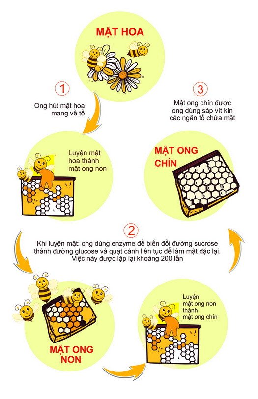 combo 2 chai mật ong nguyên chất honimore hoa nhãn cổ thụ 500g chai tặng 2 chai cùng loại 2 combo 2 chai mật ong nguyên chất honimore hoa nhãn cổ thụ 500g chai tặng 2 chai cùng loại 2