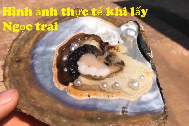 Combo Hoa Tai Ngọc Trai Thiên nhiên, kèm bản PHOTOCOPY giấy KIỂM ĐỊNH SJC và Túi Nhung.