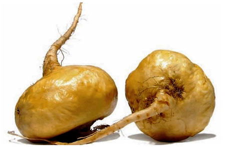 Hình dáng Củ Maca trông giống như củ cải, thân củ ngắn