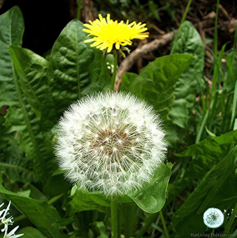 Combo 5 Hộp Trà Bồ Công Anh Giúp Tránh Tắc Tia Sữa Thanh Nhiệt (Hộp 50 Túi Lọc X 2g)- Nguyên Thái Trang – Thảo Dược Thiên Nhiên – Tốt Cho Sức Khỏe