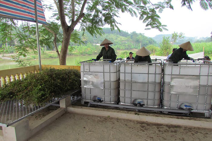 Thu hoạch cây cà gai leo Yên Thủy (Ảnh 2)