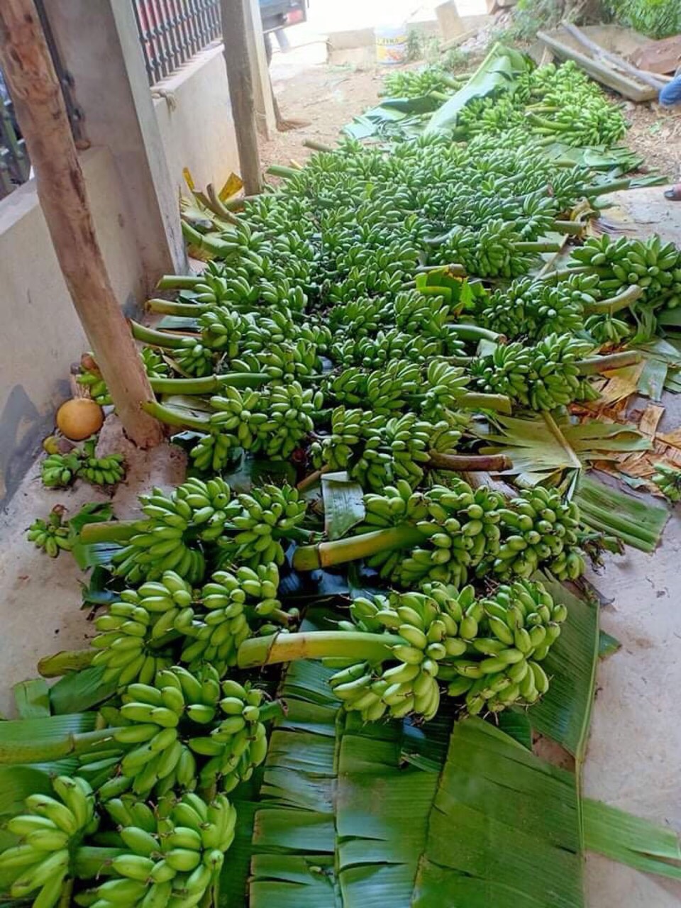 Chuối ngự tiến vua 3 nải