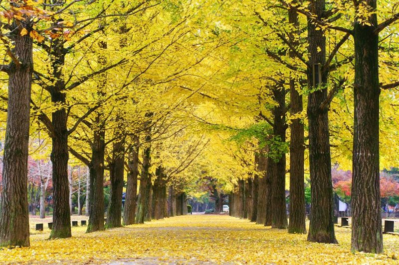 [HCM] Tour Hàn Quốc 4N4Đ: Seoul - Nami - Everland, Khởi Hành Hàng Tuần Tháng 01, 02, 03