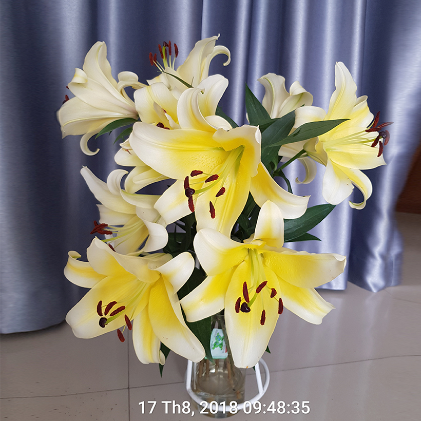 Chăm sóc hoa lâu tàn bằng bột dưỡng cho hoa cắt cành nhập khẩu Israel (Set 50 gói) giữ hoa lâu tàn gấp 2 lần bình thường và 14 ngày không thay nước mới