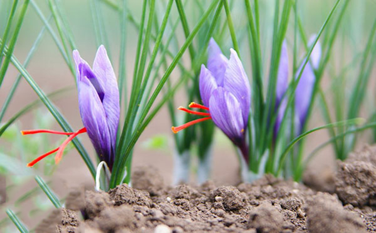 Saffron Shyam Gazelle (1g) - Tặng 1 Hộp Hoa Hồng Korea Detox, Thanh Nhiệt