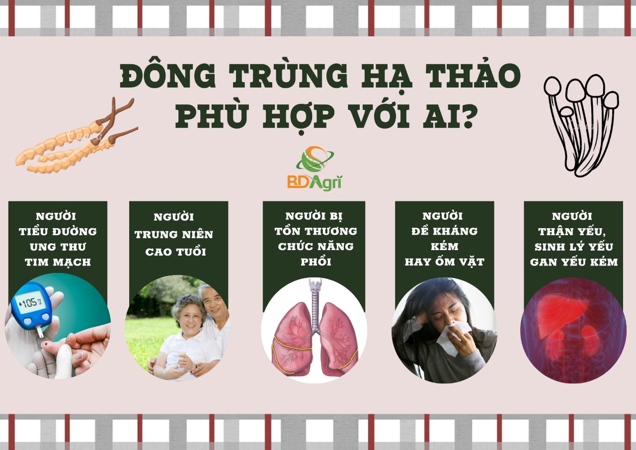 {QUÀ TẶNG CAO CẤP HỘP GỖ} ĐÔNG TRÙNG HẠ THẢO BDAGRI LOẠI 3 HỘP ĐÔNG TRÙNG THƯỢNG HẠNG