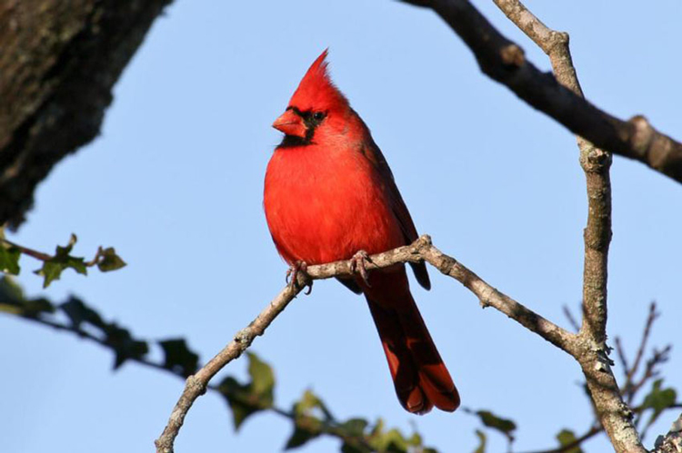 Lens Canon EF-S 55-250mm f/4-5.6 IS STM - Hàng chính hãng