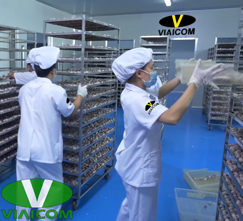 Tỏi đen cô đơn Viaicom - Lọ 500gram 4