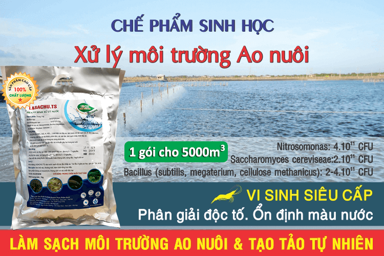 Combo 2 gói Vi sinh xử lý ao nuôi Tôm, Cá - LASACHU
