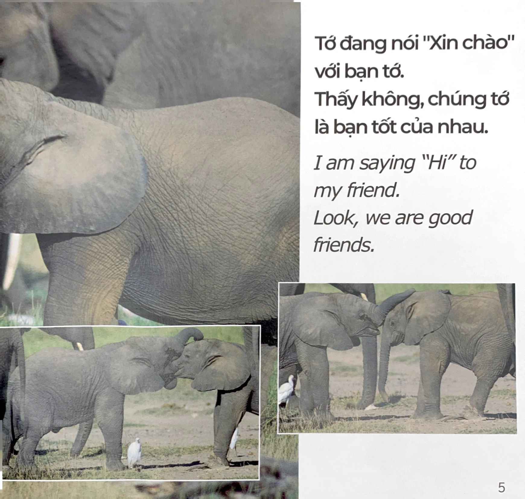 Sách Gõ Cửa Thiên Nhiên: Bạn Đang Làm Gì Thế? Chăm Chỉ - What Are You Doing?