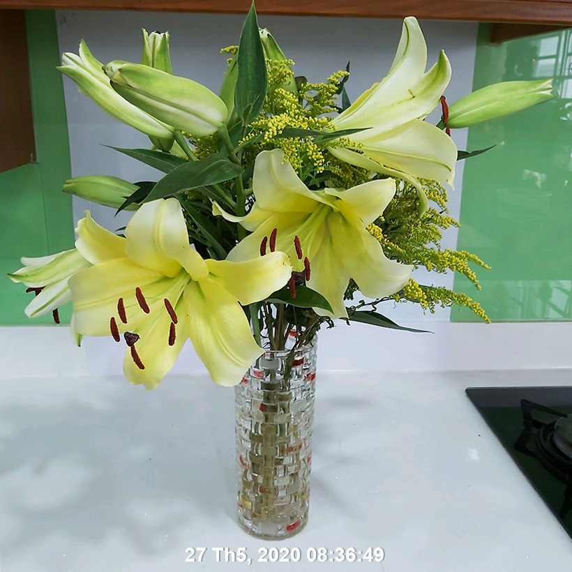 Set 50 gói Bột Dung Dịch Dưỡng Hoa LILY Longlife Nhập khẩu Israel giúp hoa Lily tươi lâu gấp 2 lần, cánh hoa đậm màu và 14 ngày không thay nước cắm hoa (1 gói 5gr pha được 0.5 lít nước) 