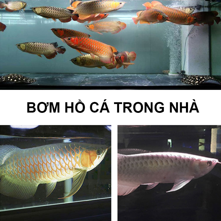 bom nuoc chim