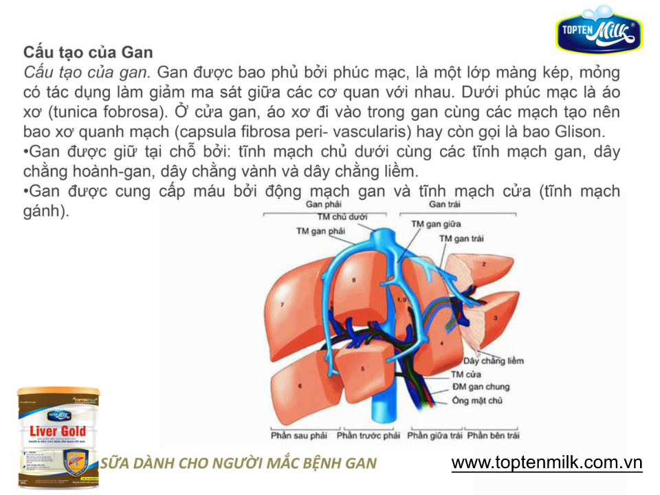 Sữa dinh dưỡng cho gan ,mát gan giải độc liver gold 800g topten milk