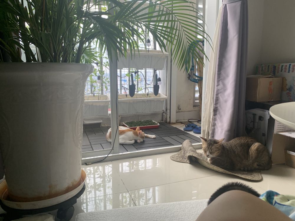 de-lot-chau-cay-co-banh-xe