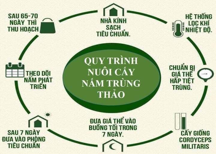 [ HỘP 20G LOẠI I] ĐÔNG TRÙNG HẠ THẢO SẤY THĂNG HOA BDAGRI GIỮ NGUYÊN 100% HOẠT CHẤT QUÝ 1