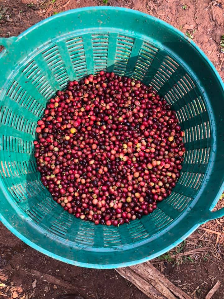 cà phê nguyên chất blend b lao farm 70% cà phê robusta 30% cà phê arabica 2