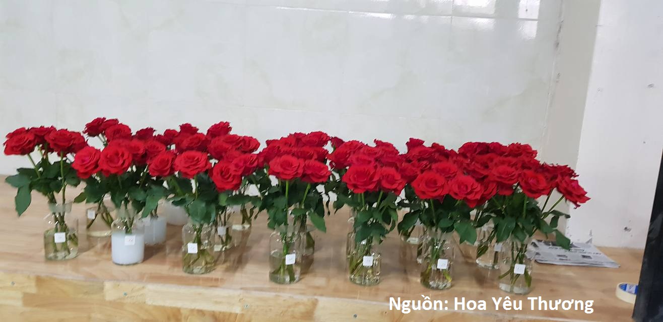 Dung Dịch Xử Lý Hoa TOG Galileo của ISRAEL (Chai 1 Lít) dùng bảo quản hoa cắt cành tươi lâu tại Nhà Vườn Trồng Hoa, Vựa Hoa và Chợ Sỉ Hoa. Tỷ lệ dung dịch 0.1% tức chai 1 Lít TOG pha được 1.000 Lít dung dịch xử lý hoa