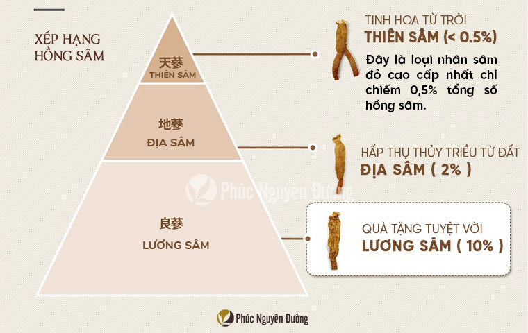 Thực Phẩm Chức Năng Lương Sâm Good 20 300g 14 Củ - CKJ Korean Red Ginseng Root - Good 20PCS 300g 6