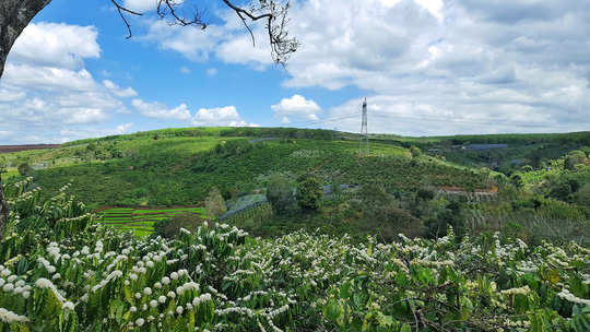 Mật ong hoa cafe Vanbina