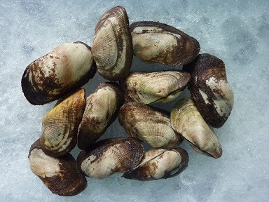 Sò Dẹo Tươi Sống