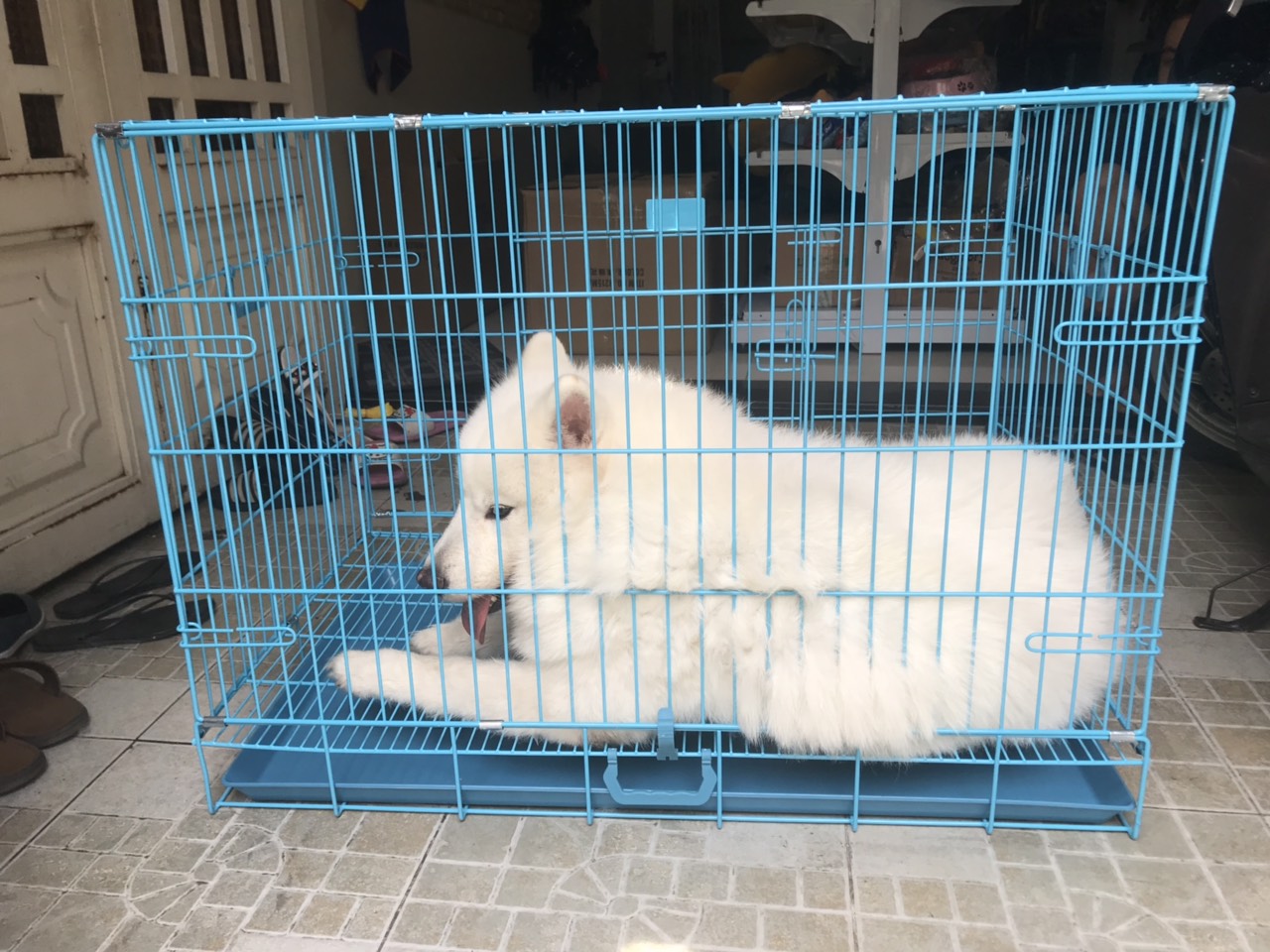 Chuồng cho chó samoyed