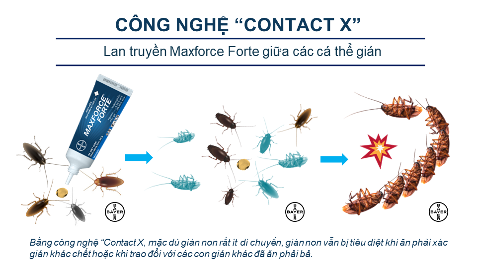Bả Diệt Gián Bayer Maxforce Forte (20g)