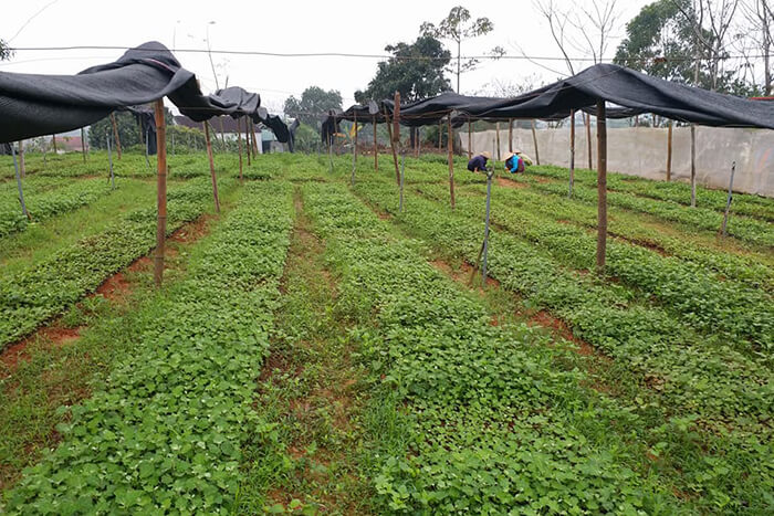 Vườn ươm con giống cây cà gai leo Yên Thủy (Ảnh 1)
