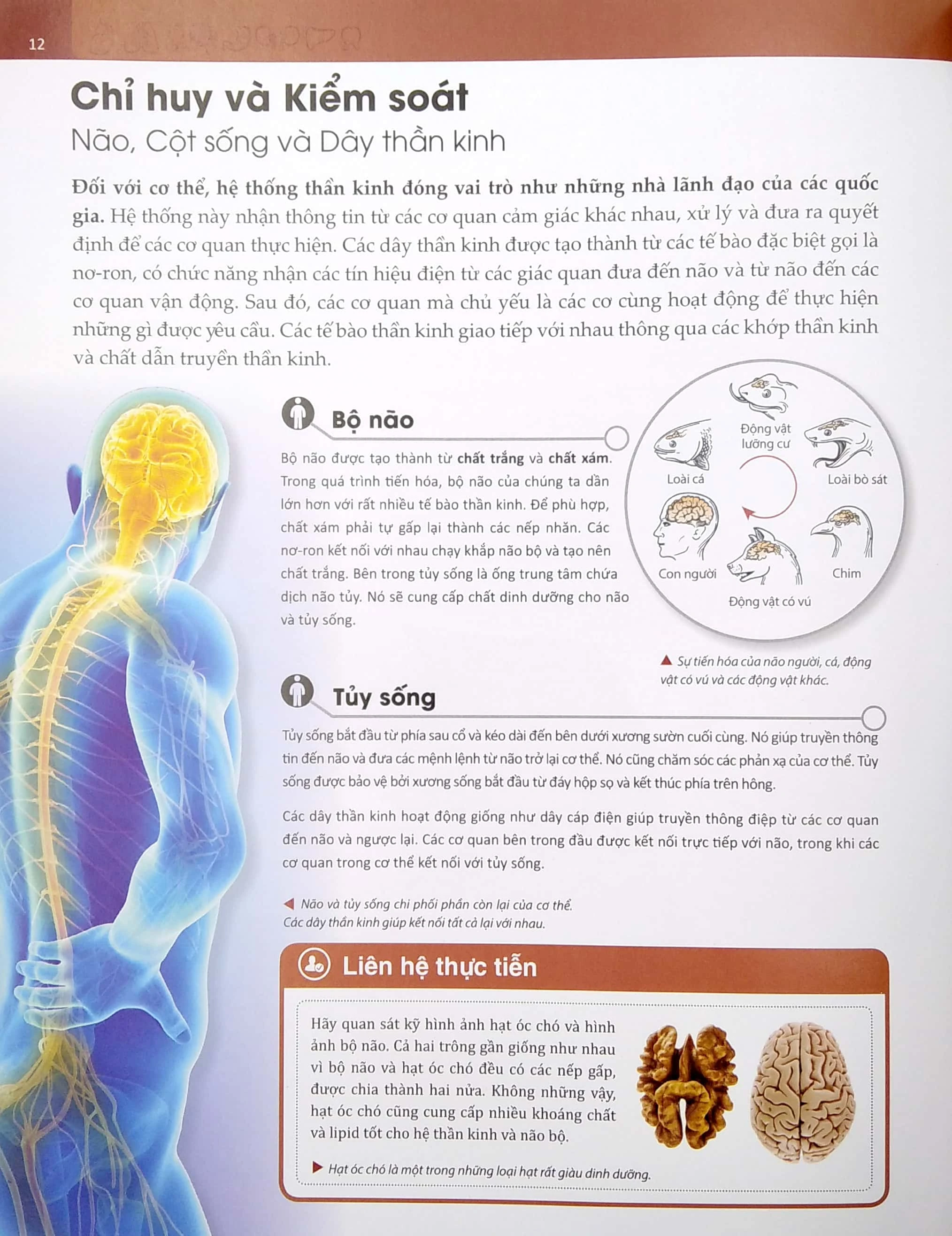 Sách Human Body - Bách Khoa Toàn Thư Về Cơ Thể Chúng Ta (Bìa Cứng)