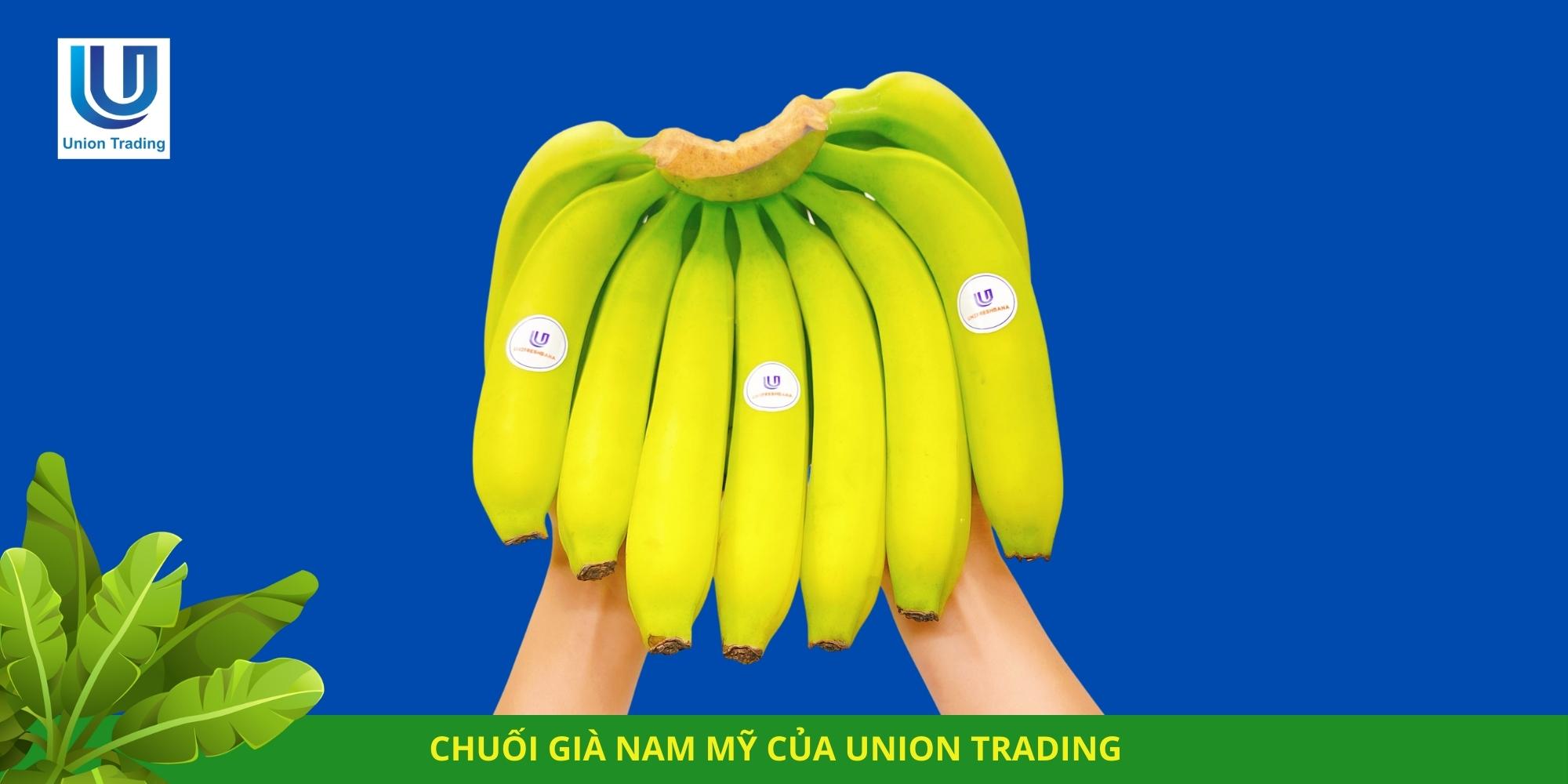 Chuối già Nam Mỹ của Union Trading