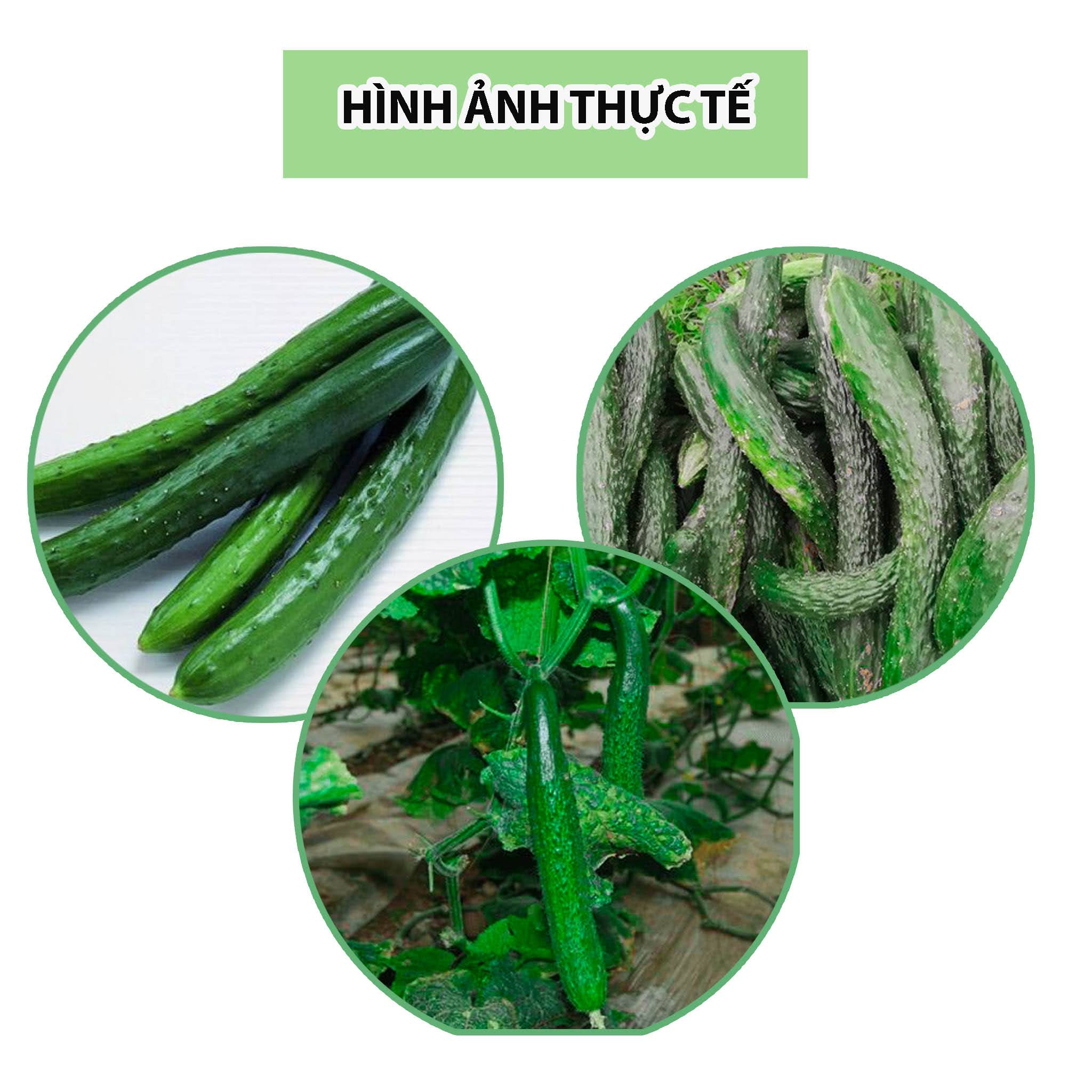 hat-giong-dua-leo-nhat-dua-chuot