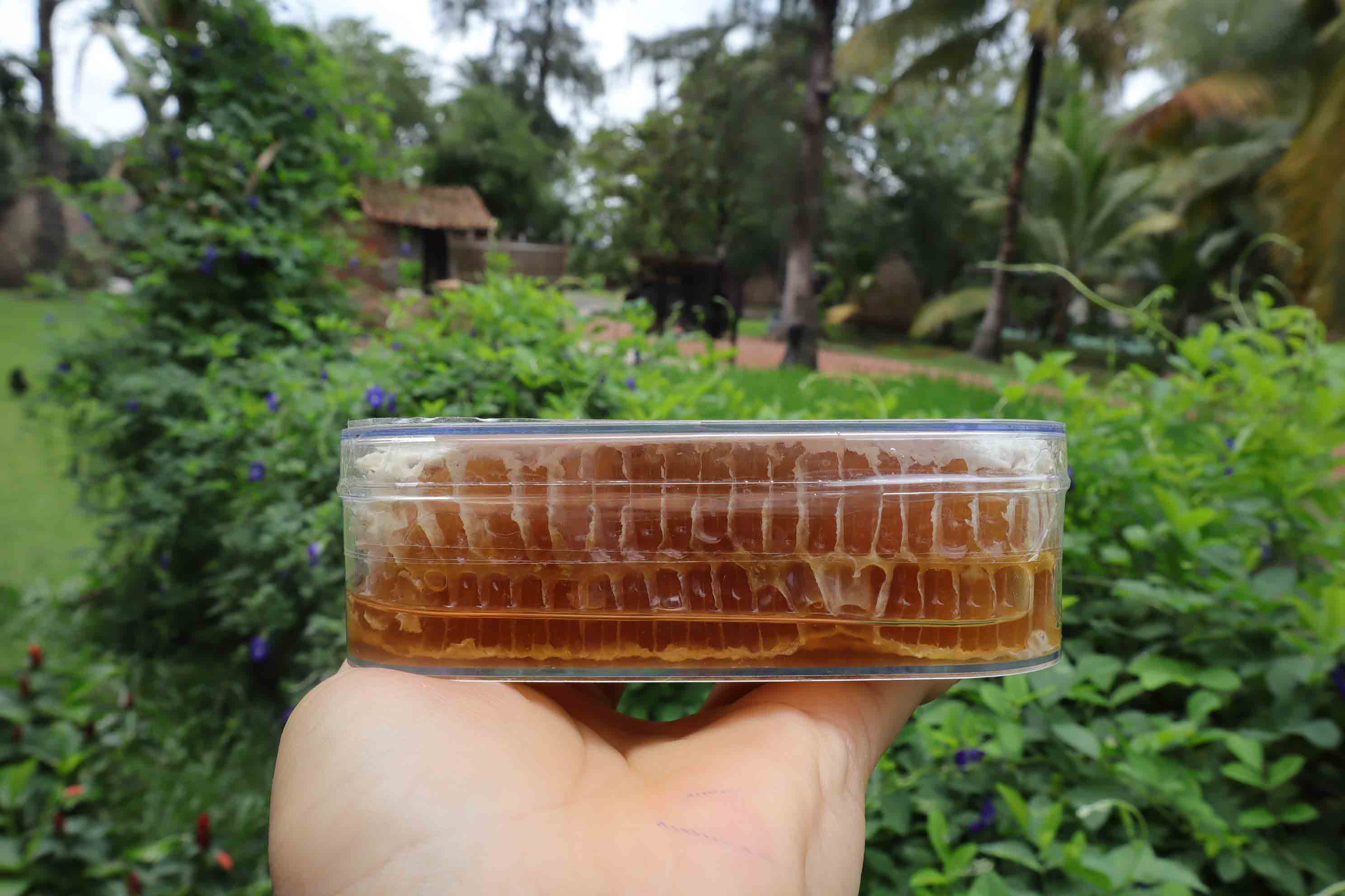 MẬT ONG BÁNH TỔ THẢO MỘC HỘP 430GR MẬT HOA RỪNG HONEYCOMB 3