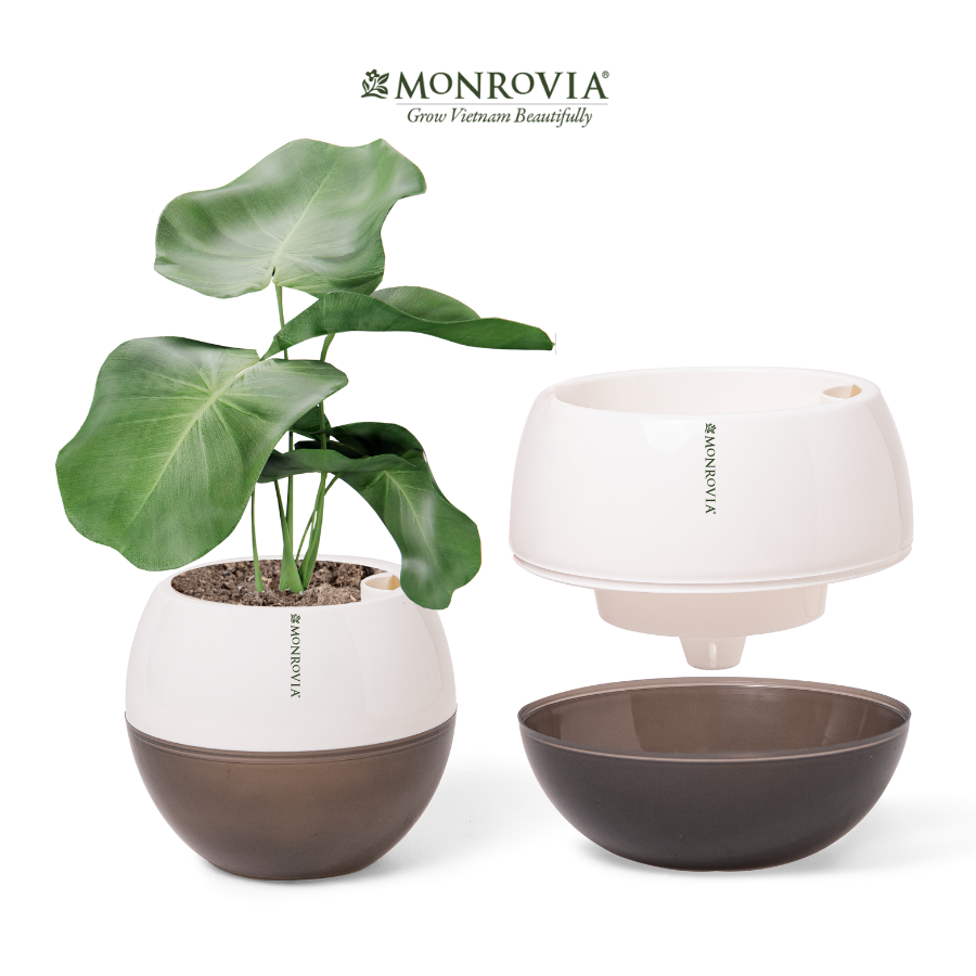 Chậu tự tưới MONROVIA I0 dành cho hoa, cây cảnh, trang trí nhà cửa, văn phòng