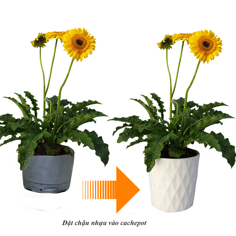 Trồng cây kiểu cachepot - Mô hình "chậu trong chậu"