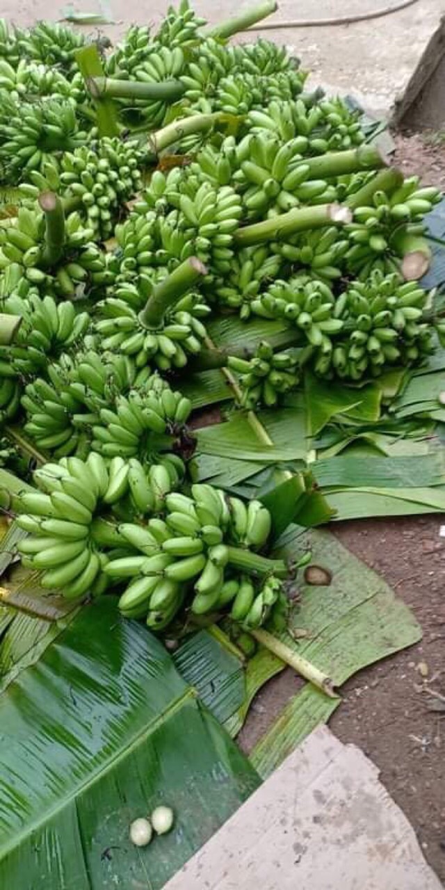 Chuối ngự tiến vua 3 nải