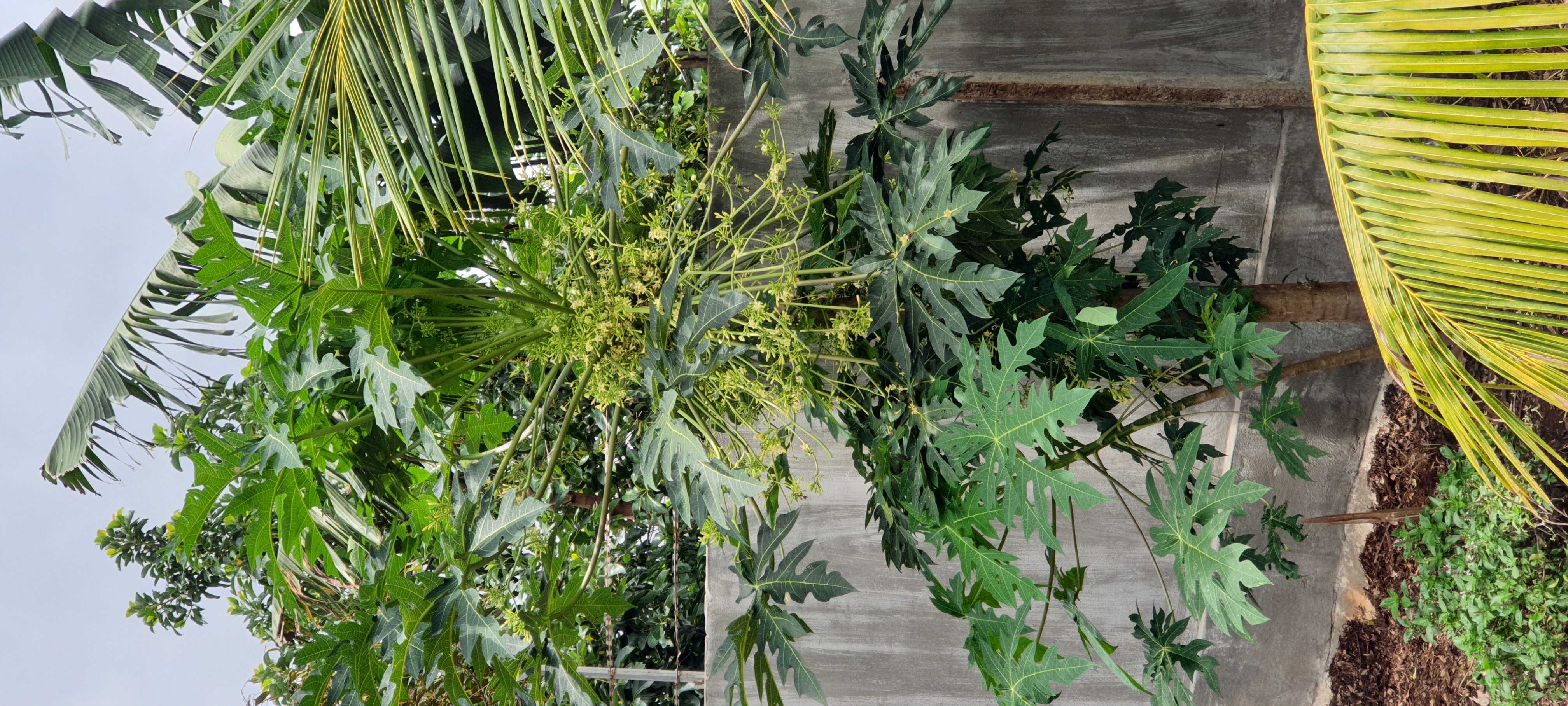 Bông đu đủ đực sấy lạnh xanh đẹp đặc sản Kon Tum