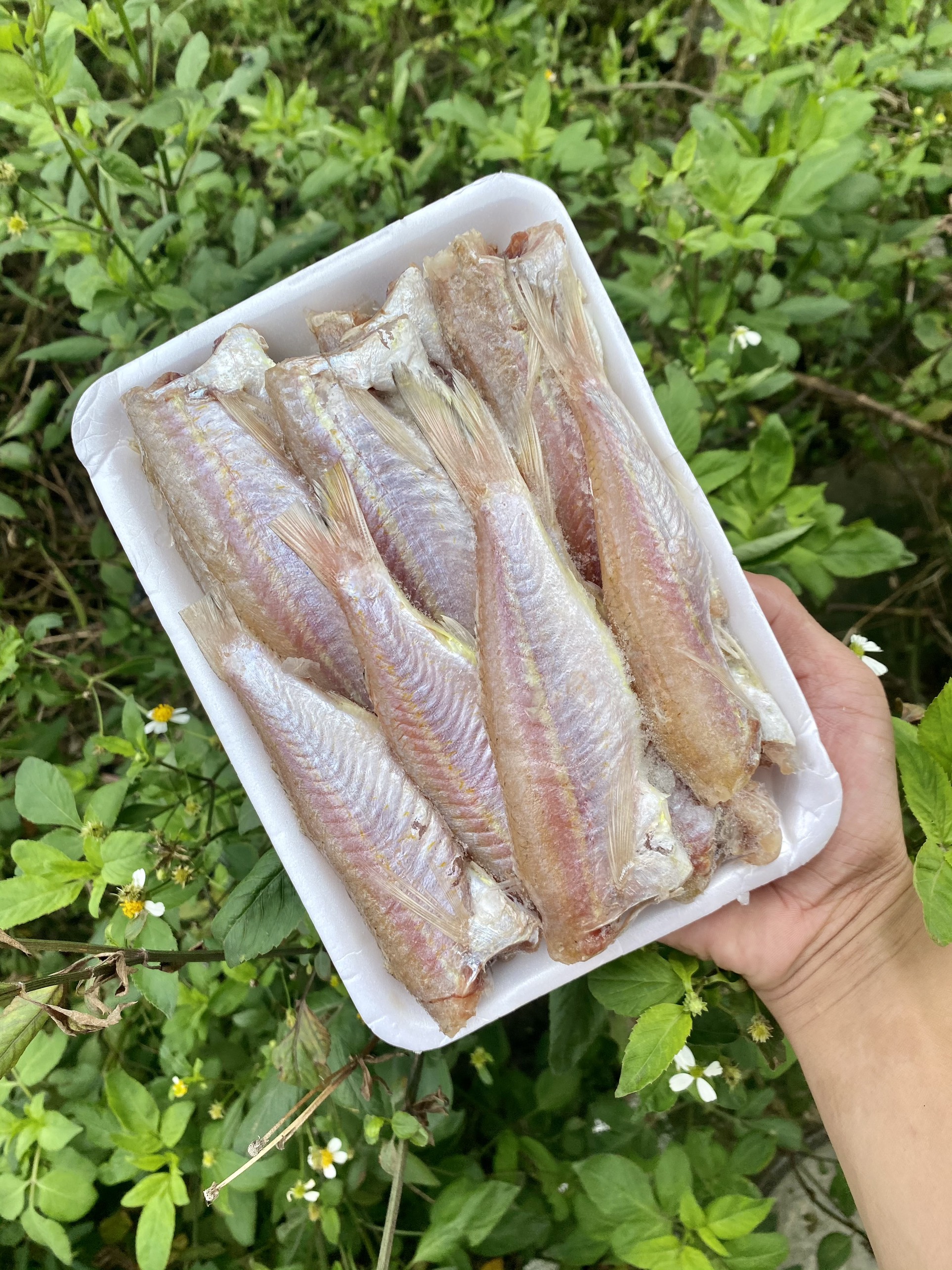 Cá Phèn 1 Nắng